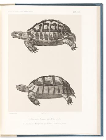 (TURTLES.) Louis Lortet. Observations sur les Tortues Terrestres et Paludines du Bassin de la Mediterranee.